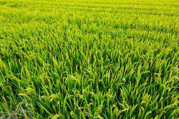 Obraz premium Paddy rice field