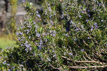 rosmery bush in a garden in spring