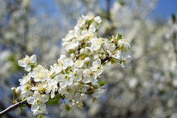 A branch of plentifully blossoming cherry close-up against the sky.