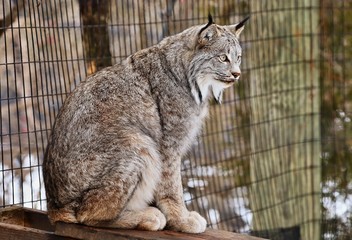 Canadian Lynx is beautiful big cat gray-brown. She has big ears and yellow-green eyes. Silently waiting for prey, it's a predator.