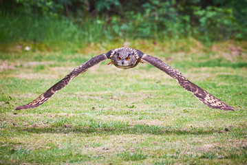 Eurasian Eagle-Owl in flight (Bubo bubo)	