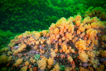 Red soft coral underwater in The Gulf of St. Lawrence