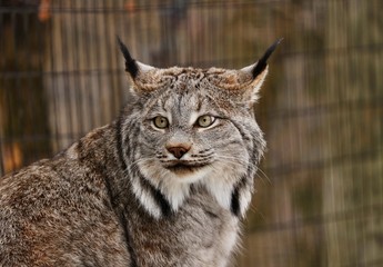 Canadian Lynx is beautiful big cat gray-brown. She has big ears and yellow-green eyes. Silently waiting for prey, it's a predator.