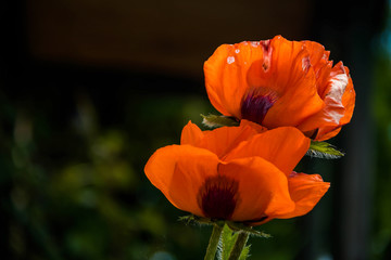 Fototapeta premium Mohnblume