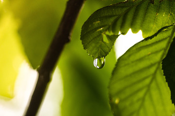 Raindrop Leaf