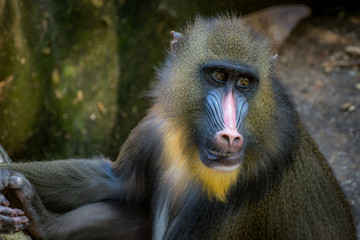 Male Mandrill Baboon close up