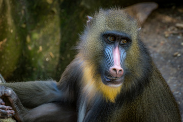Obraz premium Male Mandrill Baboon close up
