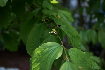 Parrotia persica
