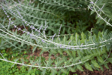 Perovskia atriplicifolia