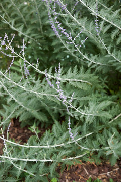 Perovskia Atriplicifolia