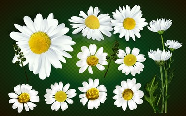 Vector flower chamomile, medicinal plant. Isolated on transparent background. spring flowers for decorating Easter cards, banner.