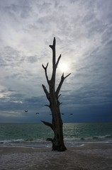 Birds fly behind a dead tree silhouetted by the sunset on a florida beach