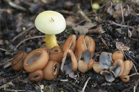 Sulphur knight, Tricholoma sulphureum,  surrounded by glazed cup fungi, Humaria hemisphaerica, wild mushrooms from Finland