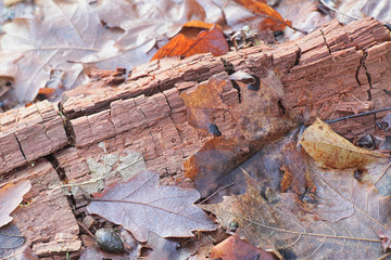 Brown-rot fungus breaking down hemicellulose and cellulose and displaying the typical cubical fracture