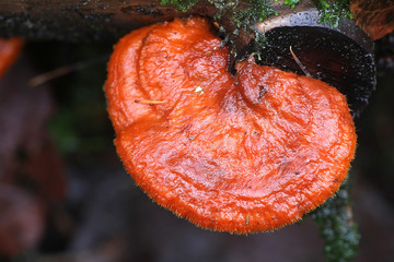 Pycnoporellus fulgens, a bracket fungus from Finland with no common english name