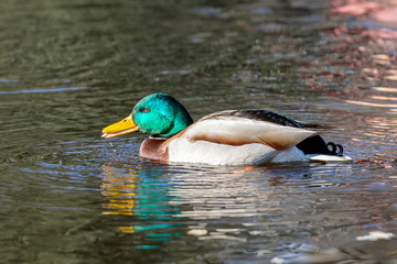 Male mallard duck