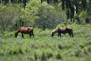 Fototapeta premium Horse