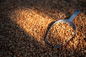 Coffee beans with coffee scoop and sun light