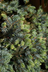 Picea pungens