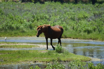 Horse