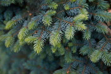 Picea pungens