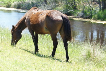 Horse