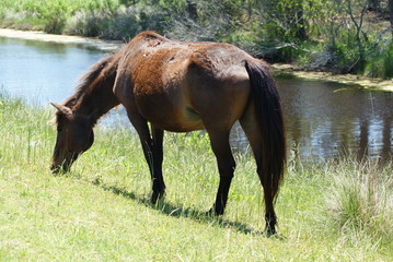 Horse