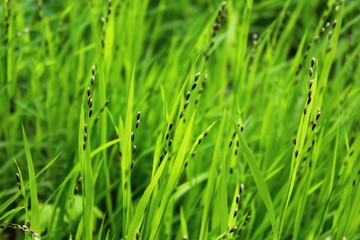Gras