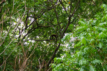 Fototapeta na wymiar Tufted capuchin monkey on the nature in Pantanal, Brazil