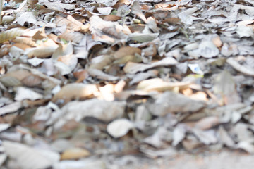 Abstract blur dry leaves nature in summer bokeh background.