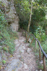 Footpath in the tropical forest in the mountain of El Avila