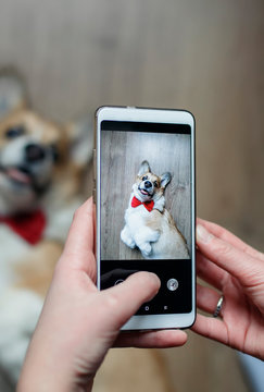 girl's hand takes a photo on the smartphone of a cute Corgi puppy with a smile looks up