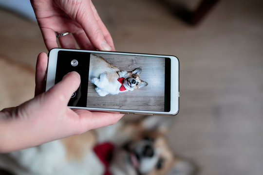 girl's hand takes a photo on the smartphone of a cute Corgi puppy lying on the floor and looking up with a smile