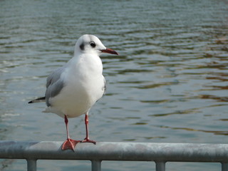 川岸の柵に留まるユリカモメ