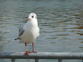 川岸の柵に留まるユリカモメ