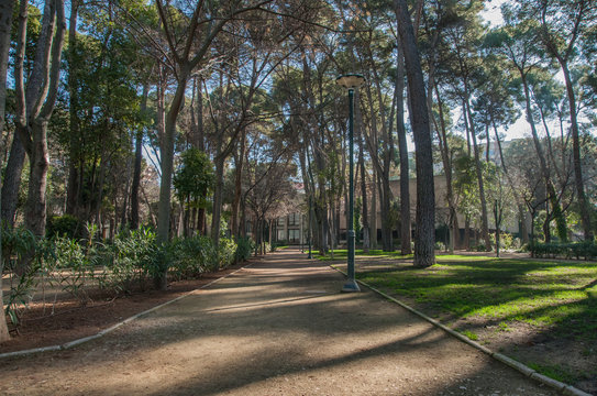 Paisaje en perspectiva de paseo en parque urbano a contraluz matinal