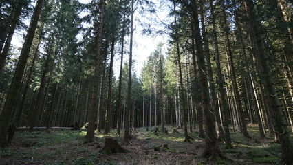 Fototapeta na wymiar 2020-03-15 Harz Nationalpark