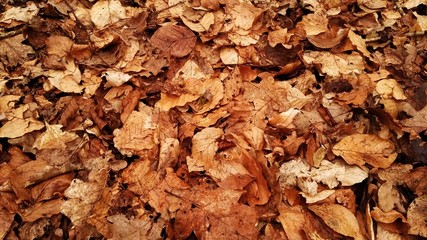 Autumn Leaves