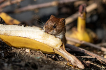 Eine Banane fressende Rötelmaus auf einem Komposthaufen frontal