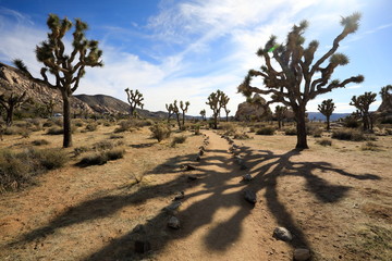 Joshua trees and their shadow