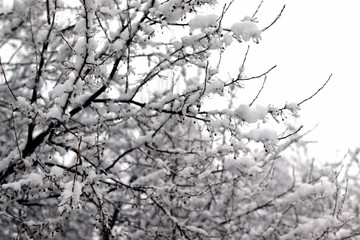 Snow covered tree branches. Snow in March. Snow blizzard in the spring.