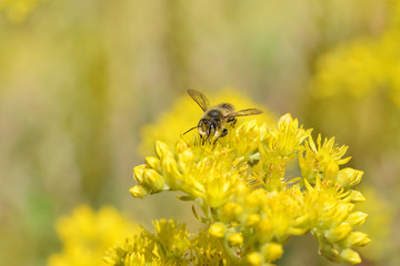 Insekten 13