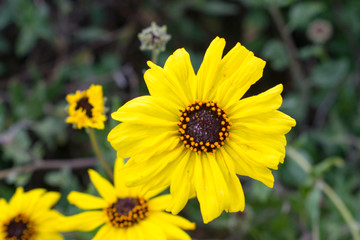 yellow flower