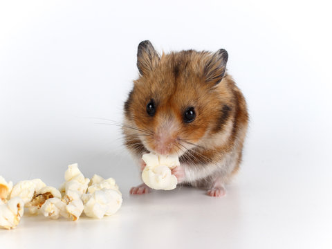 Syrian hamster eating popcorn. Studio photo of a cute rodent.