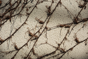 Creeping dry plant on a stone wall