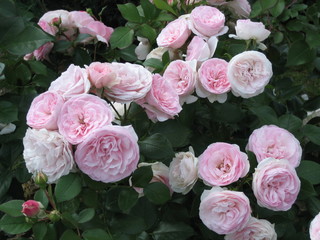 Garden rose Bush with many bright-rose buds.