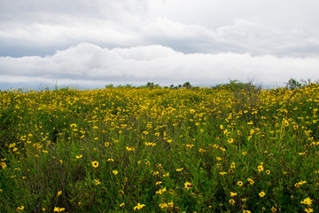 field of dandelions