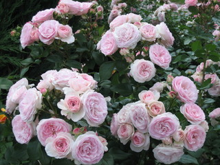 Garden rose Bush with many bright-rose buds.