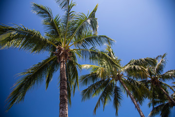 Obraz premium Crown of palm trees from below highlighted by the sun with blue sky in the background. This makes you want to go to paradise.