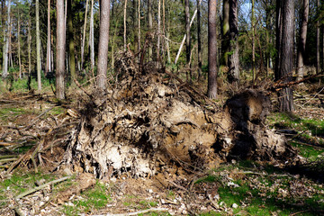 Naklejka na ściany i meble Fallen trees with large roots structures